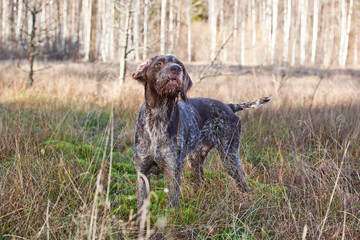 Dog breed Drathaar German Wirehaired on nature