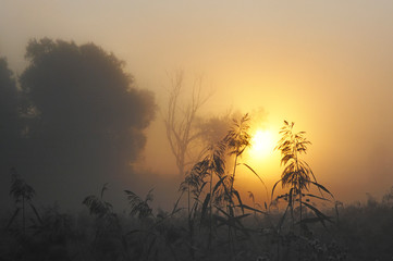 morning fog sun