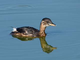 Little Grebe Swimming in Blue Water