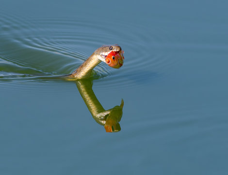 Dice Snake Holding Goldfish and Swimming in Blue Water