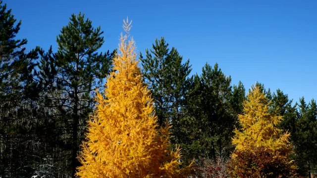 Tamarack Trees in Fall, yellow trees among evergreen pines in Minnesota Autumn Scene