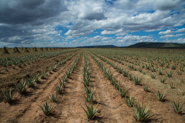 Fototapeta na wymiar Cultivos de sábila en San Felipe, Guanajuato, México.