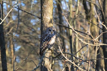 Barred Owl in the forest