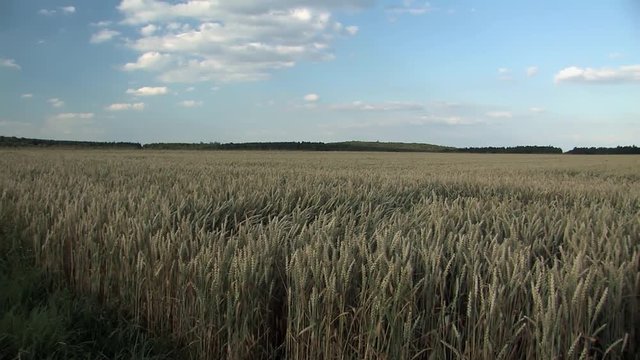Pan or panorama shot of wheat field in the evening near Lenting in Bavaria, Germany