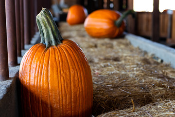 pumpkin on the hay at a pumpkin patch