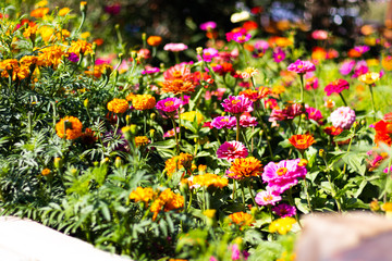 Fototapeta na wymiar spring flowers in a garden.