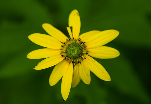 Broken Petal of Yellow Wildflower