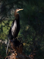 Anhinga