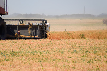 Fototapeta premium Harvesting peas with a combine harvester. Harvesting peas from the fields