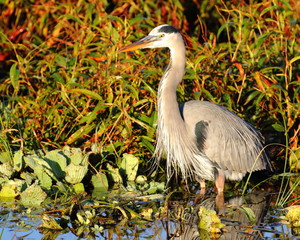 Great Blue Heron