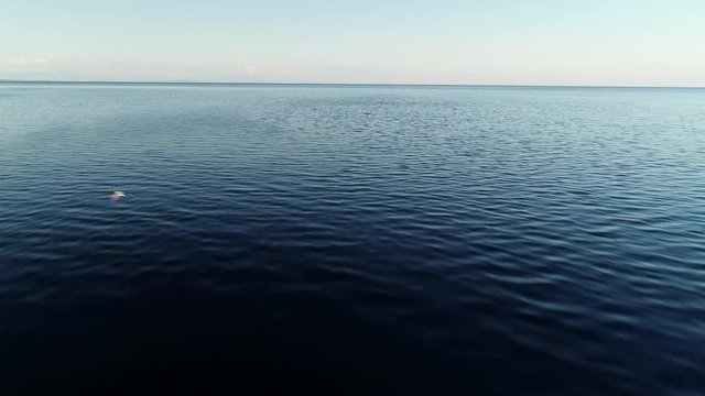 Flying over blue waters and a seagull passes through the shot