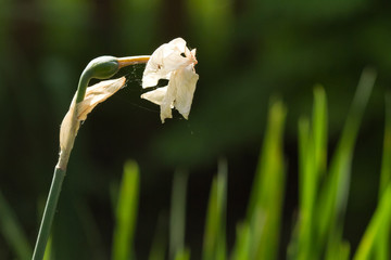 White Dying Old Flower 