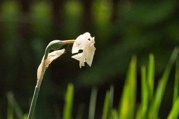 White Dying Old Flower 