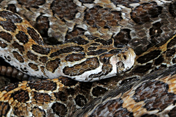 Mexikanische Lanzenkopf-Klapperschlange (Crotalus polystictus) im Terrarium - Mexican lance-headed...