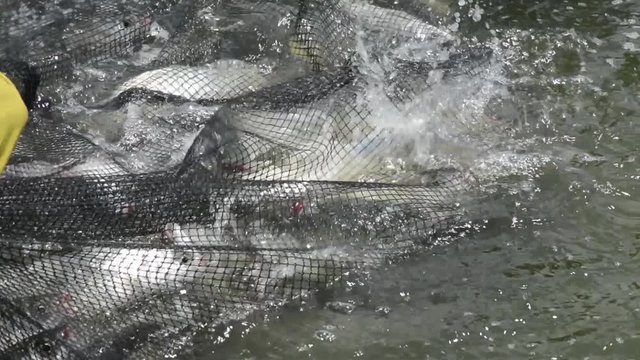 High definition of a bountiful catch of milkfish in Asia