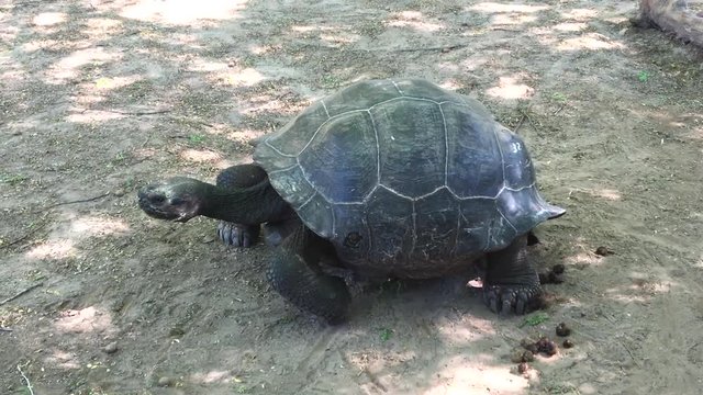 Galapagos tortoises walking and chomping