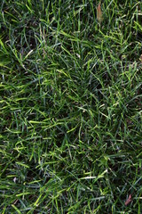 Blades of grass