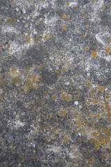 Rock with lichen 