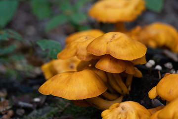 bright yellow mushrooms grow outsede by a tree
