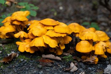 bright yellow, orange  mushrooms growing by a tree stump