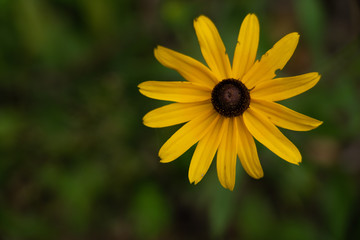 yellow flower on green background