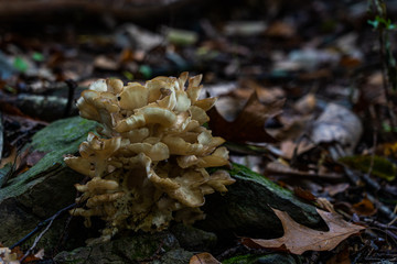 Large pale tan and gray fungi in a woodland