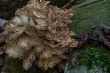 Large pale tan and gray fungi in a woodland