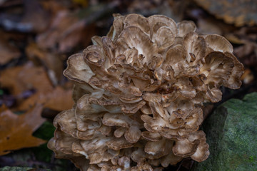 Large pale tan and gray fungi in a woodland