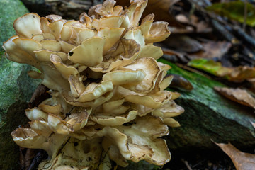 Large pale tan and gray fungi in a woodland