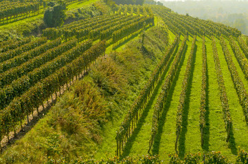 Weinterrassen, Weinberge im Kaiserstuhl 