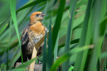 Juvenile Yellow-Headed Blackbird