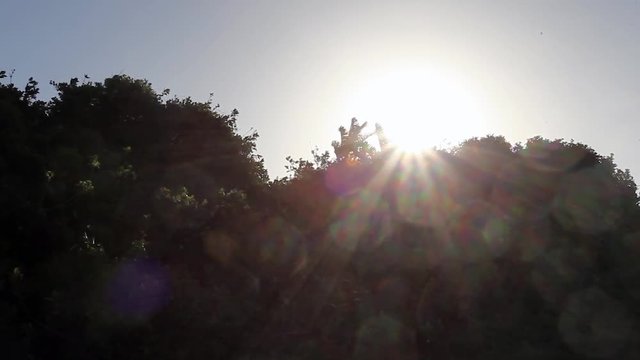 A view of the sun behind silhouetted trees in Gonubie, East London, South Africa.