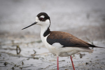 Black-Necked Stilts