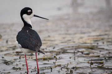 Black-Necked Stilts