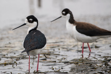 Obraz premium Black-Necked Stilts