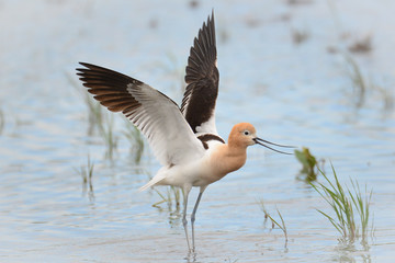 American Avocet