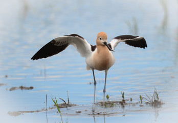 American Avocet