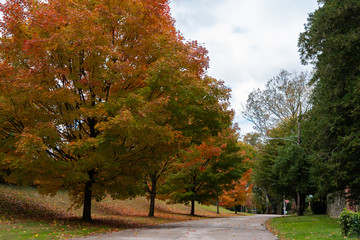 Fall landscape; colorful trees and road. Daylight 