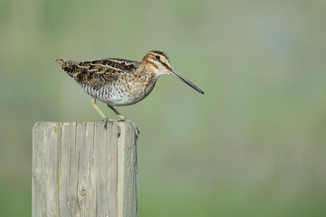 Common Snipe