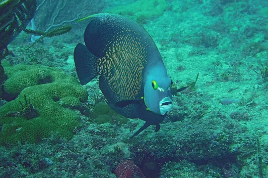 Lone French Angelfish on the reef