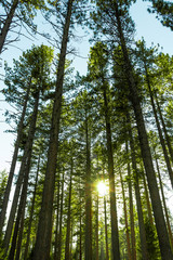 Forest at Lake Tahoe 