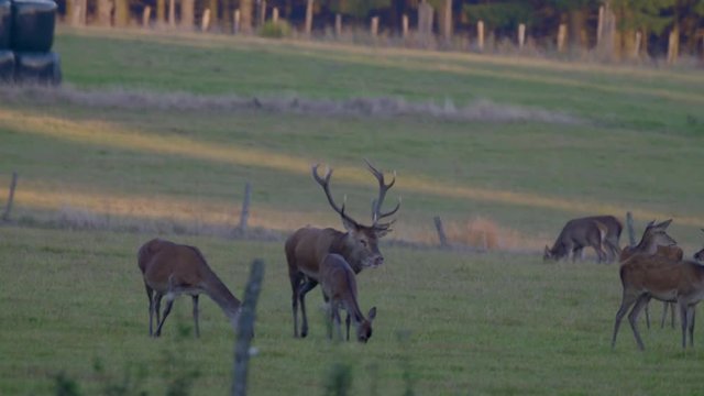 Wild deer in the maiting period, calling out for females.