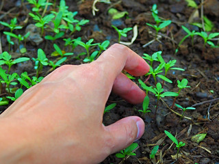Naklejka na ściany i meble hand planting seeds in soil