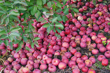 Fallen apples under the tree in the orchard