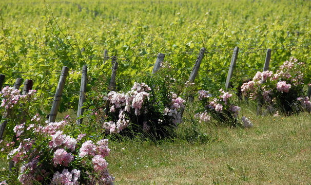 Vignes de Cheverny, rosiers aux pieds de chaque rang&eacute;e de vigne, d&eacute;partement du Loir-et-Cher, France