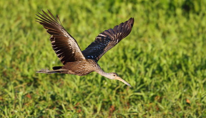 Obraz premium Limpkin in Flight