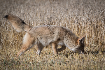 Coyote