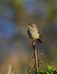 Warbler