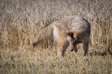 Coyote