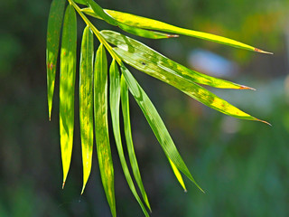green bamboo leaves in the nature